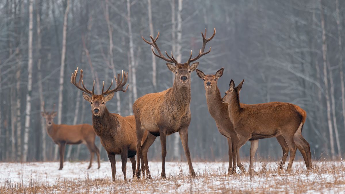 Data: Myslivců ubývá, ale počet odlovených jelenů, muflonů a daňků roste